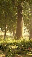 luz de sol transmisión mediante el arboles en un denso bosque video