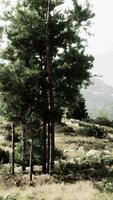 A dense forest with towering trees and scattered rocks video