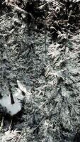 Snow covered trees in black and white video