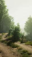 A tranquil dirt road winding through a lush forest video