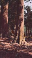uma denso floresta com imponente árvores video