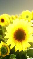 ein beschwingt Feld von Sonnenblumen Dehnen gegenüber das Himmel video