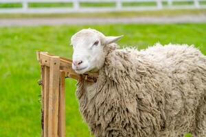 Beautiful sheep waiting for shearing. Sheep outdoor farm. photo