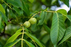 Green walnuts on a tree branch. Fresh spring leaves. Green walnut brunch with unripe fruits in the garden. photo