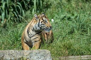 Majestic Bengal tiger sitting in grass with a focused gaze, natural wildlife concept at London Zoo. photo