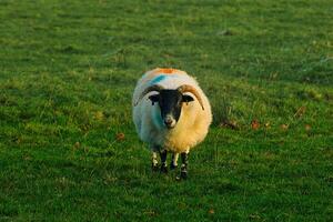 Sheep with black face standing in a green field during golden hour at Sycamore Gap, Northumberland, UK. photo