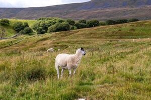 Sheep grazing on a lush green hillside with rolling hills in the background under a cloudy sky. photo