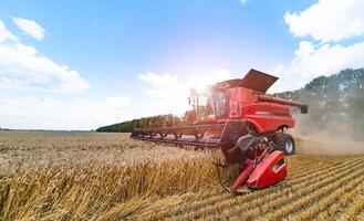 Red grain harvesting combine in a sunny day. Yellow field with grain. Agricultural technic works in field. Closeup. photo