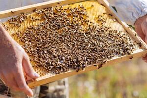 Beekeeper inspecting honeycomb frame at apiary. Honey farm. photo