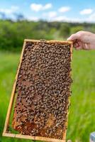 Wooden frame of natural beeswax. Sweet beekeeping honeycomb. photo