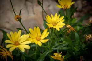 Bright yellow daisies with green foliage on a blurred background at Kew Gardens, London. photo