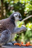 de cola anillada lémur sentado y comiendo Fruta con borroso verde follaje antecedentes a Londres zoo. foto