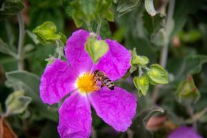 Bee pollinating vibrant pink flower with green foliage background at Kew Gardens, London. photo