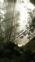 A foggy bamboo grove in a serene forest video