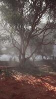 A misty forest with dense foliage and towering trees video