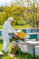 Man in protective suit working with beehives. Beekeeper holding a wooden frame with wax. photo