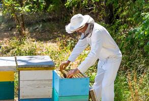 Beekeeper collects honey at apiary. Man dressed in protective white uniform. Summer garden background. photo