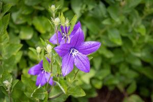 Vibrant purple bellflowers blooming amidst lush green foliage, with a soft-focus background at Kew Gardens, London. photo