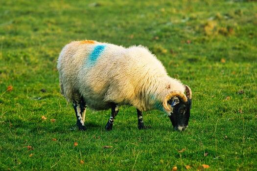 Single sheep grazing on a lush green field with a blue sky marking on its wool. photo