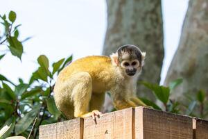 Squirrel monkey on a wooden ledge in a natural setting, looking curious at London Zoo. photo