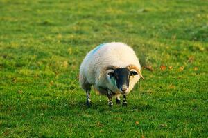 A photo of the sheep in the field.