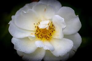 Close-up of a delicate white rose with dew drops, highlighting its soft petals and yellow stamens against a dark background. photo