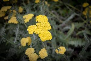 Close-up of vibrant yellow yarrow flowers against a blurred green background at Kew Gardens, London. photo