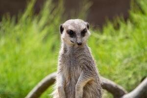 Alert meerkat standing on guard with a soft focus background at London Zoo. photo