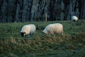 Sheep grazing in a lush green field with rocks in the background, depicting rural tranquility at Sycamore Gap, Northumberland, UK. photo