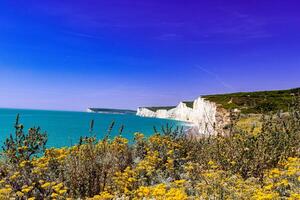 Scenic view of white cliffs by the sea with vibrant wildflowers in the foreground under a clear blue sky at Seven Sisters, England. photo