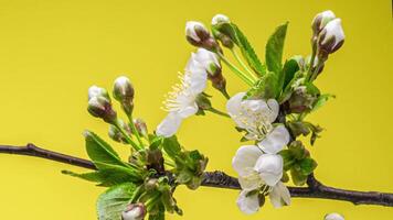 Timelapse of Spring flowers opening. Beautiful Spring apple-tree blossom open. White flowers bloom on yellow background. Macro shot video