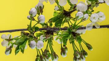 Zeitraffer von Frühling Blumen Öffnung. schön Frühling Apfelbaum blühen offen. Weiß Blumen blühen auf Gelb Hintergrund. Makro Schuss. video