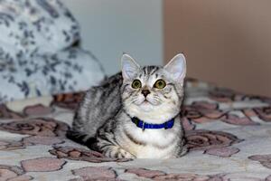 adorable atigrado gato con sorprendentes verde ojos vistiendo un azul cuello, acostado en un estampado colcha. foto