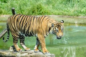 Majestic Bengal tiger standing by water with lush greenery in the background, showcasing wildlife and nature at London Zoo. photo