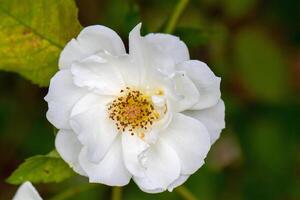 Close-up of a delicate white wild rose with a golden center, set against a soft green leafy background. photo