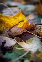 Close-up of autumn leaves on the ground, showcasing a mix of yellow and brown hues with a blurred background. photo