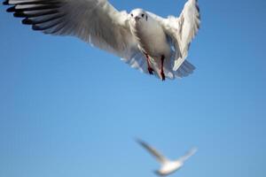 Seagull in flight against a clear blue sky, wings spread wide, with another bird in the background. photo