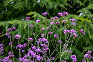 Vibrant purple flowers with delicate stems against a lush green foliage background at Kew Gardens, London. photo