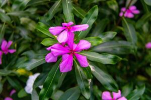 Vibrant pink periwinkle flowers with lush green foliage background at Kew Gardens, London. photo