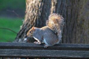 Photo of the squirrel in the park of London