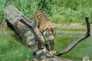 un majestuoso Tigre cautelosamente enfoques agua, caminando en un caído árbol maletero en un lozano verde habitat a Londres zoo. foto