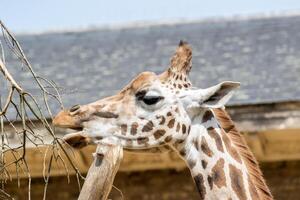 Giraffe eating from a fence with blurred water background at London Zoo. photo