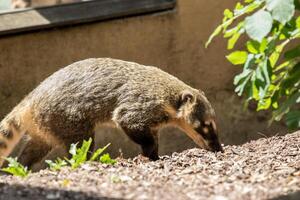 Coati Nasua nasua foraging on the ground among rocks and foliage, side view in natural habitat at London Zoo. photo