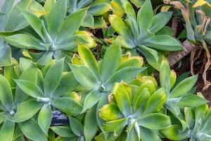 Succulent plants with thick green leaves and yellow tips, top view natural background at Kew Gardens, London. photo