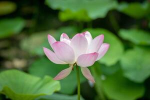 Elegant pink lotus flower in full bloom with soft green leaves in the background at Kew Gardens, London. photo