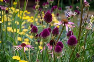 Vibrant garden with purple coneflowers and yellow blooms, showcasing natural beauty and floral diversity at Kew Gardens, London. photo