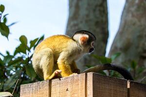 Squirrel monkey sitting on a wooden fence in a natural setting, with trees in the background at London Zoo. photo