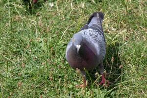 A pigeon walking on green grass with its head tilted curiously, showcasing its grey feathers and natural habitat. photo