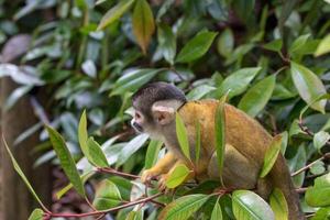 Squirrel monkey in natural habitat, perched on branch surrounded by green foliage at London Zoo. photo