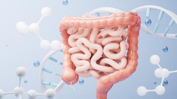 Intestinal tract with digestive health concept, 3d rendering. video